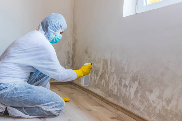 Licensed Mold Inspection service in Jackson, NJ - WQB Mold Removal